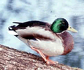 FOTO E. MANGHI �CEDRAP