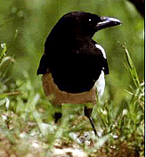FOTO G. CARRARA CEDRAP