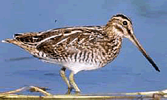 Foto A. Rinaldi�CEDRAP