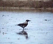 Foto R. Ferrari �CEDRAP