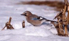 Foto G. Carrara �CEDRAP