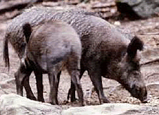 Foto G.P. Masserano �CEDRAP