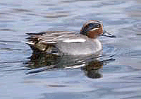 Foto R. Valterza�CEDRAP