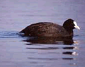 Foto Archivio �CEDRAP