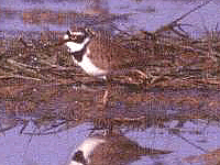 Foto G. Saracco