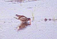 Foto G. Saracco