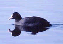 Foto G. Saracco